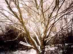Noak Bridge Nature Reserve winter view - tree, 2007