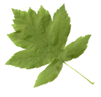 wild service tree leaf