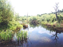 yellow flag - Willow Pond