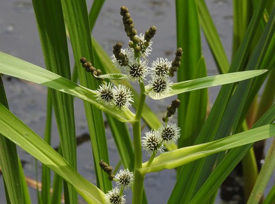 branched bur-reed
