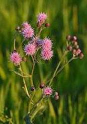 creeping thistle