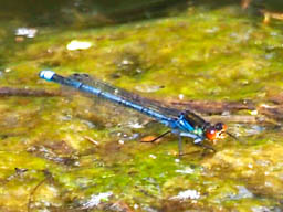 large red-eyed damselfly
