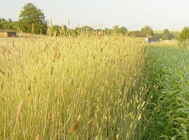 reed canary grass