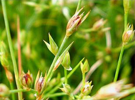 toad rush