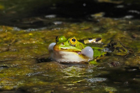 edible frog