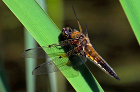 four-spotted chaser