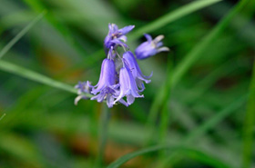 spanish bluebell