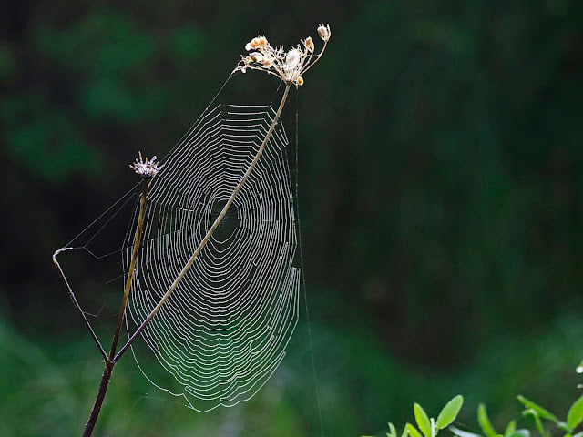 spider's web