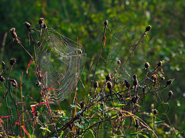 spider webs